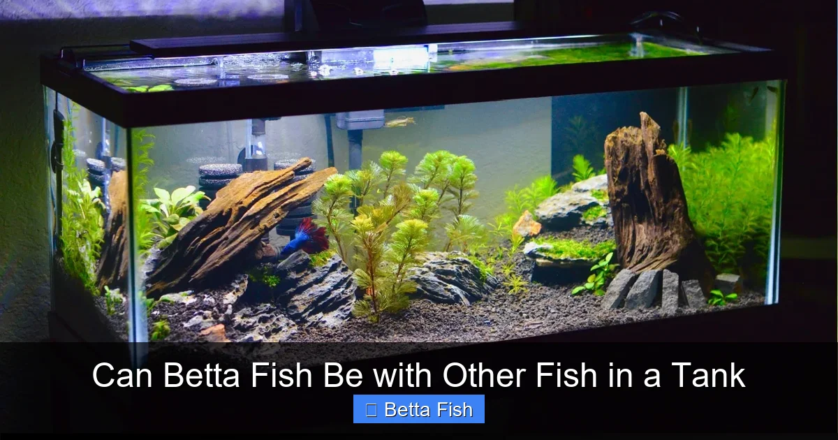 Can Betta Fish Be with Other Fish in a Tank