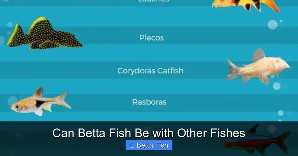 Can Betta Fish Be with Other Fishes