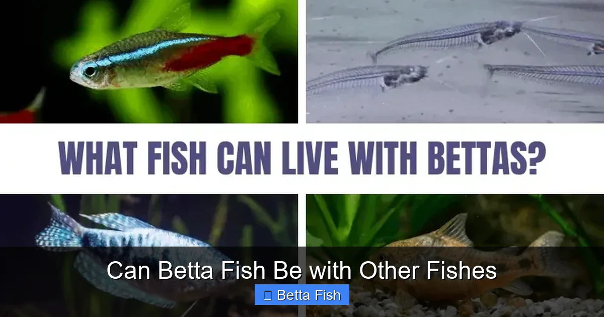 Can Betta Fish Be with Other Fishes