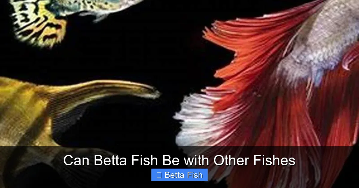 Can Betta Fish Be with Other Fishes