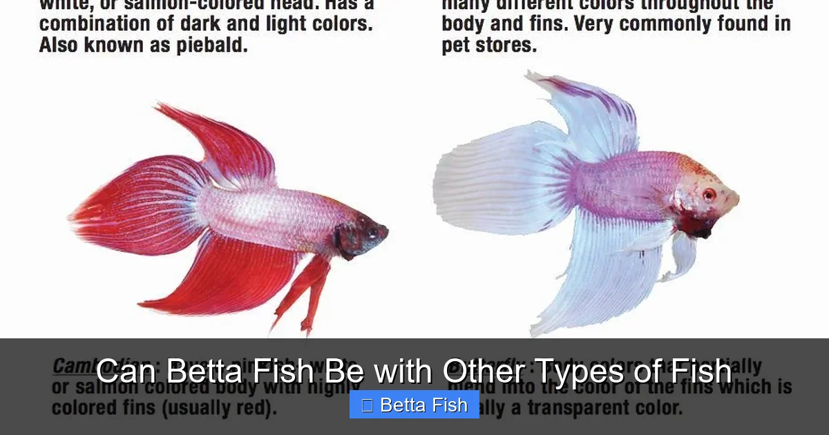 Can Betta Fish Be with Other Types of Fish