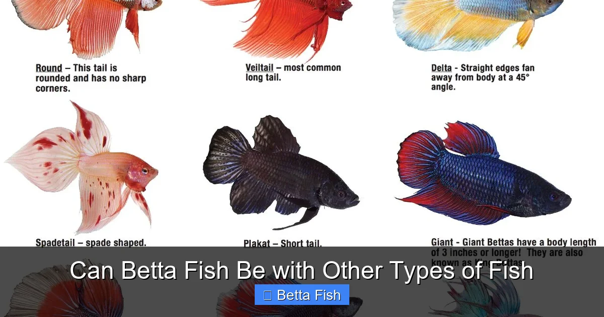 Can Betta Fish Be with Other Types of Fish