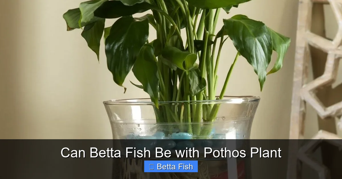 Can Betta Fish Be with Pothos Plant