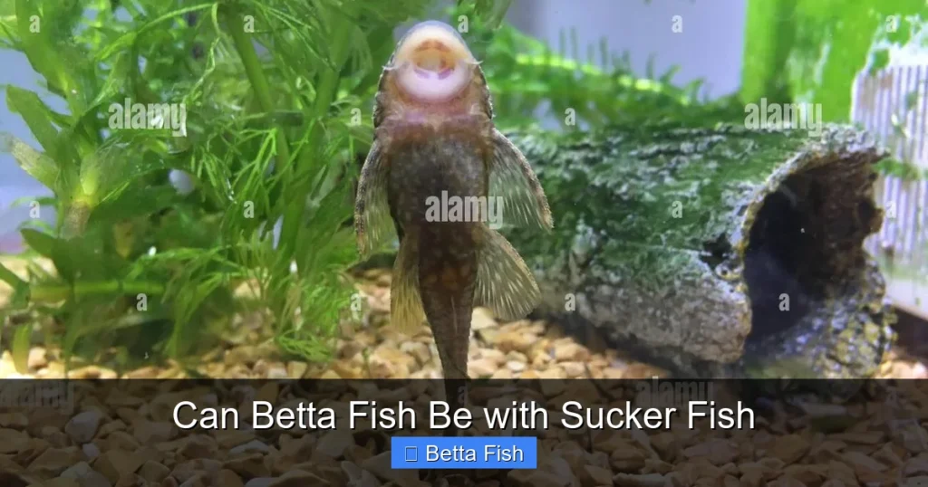 Can Betta Fish Be with Sucker Fish