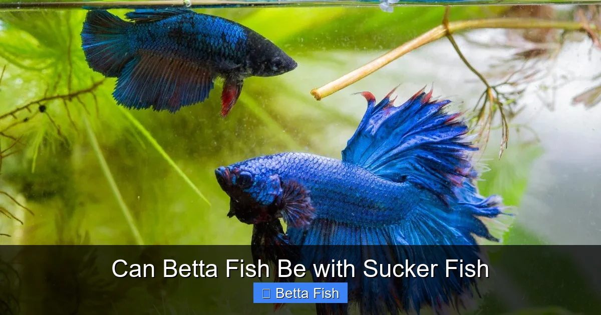 Can Betta Fish Be with Sucker Fish