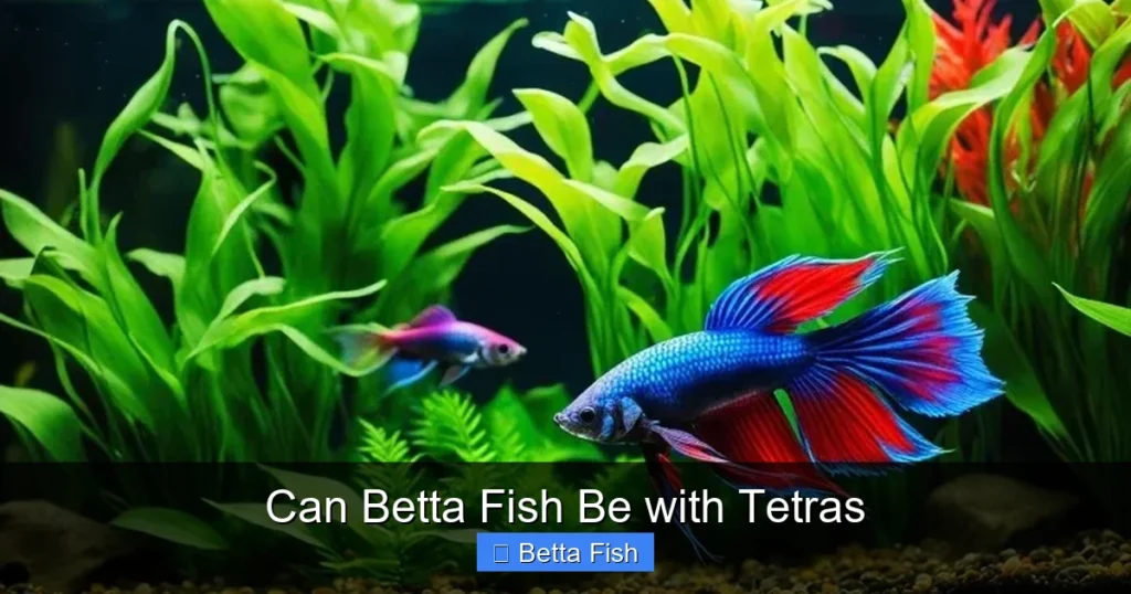 Can Betta Fish Be with Tetras