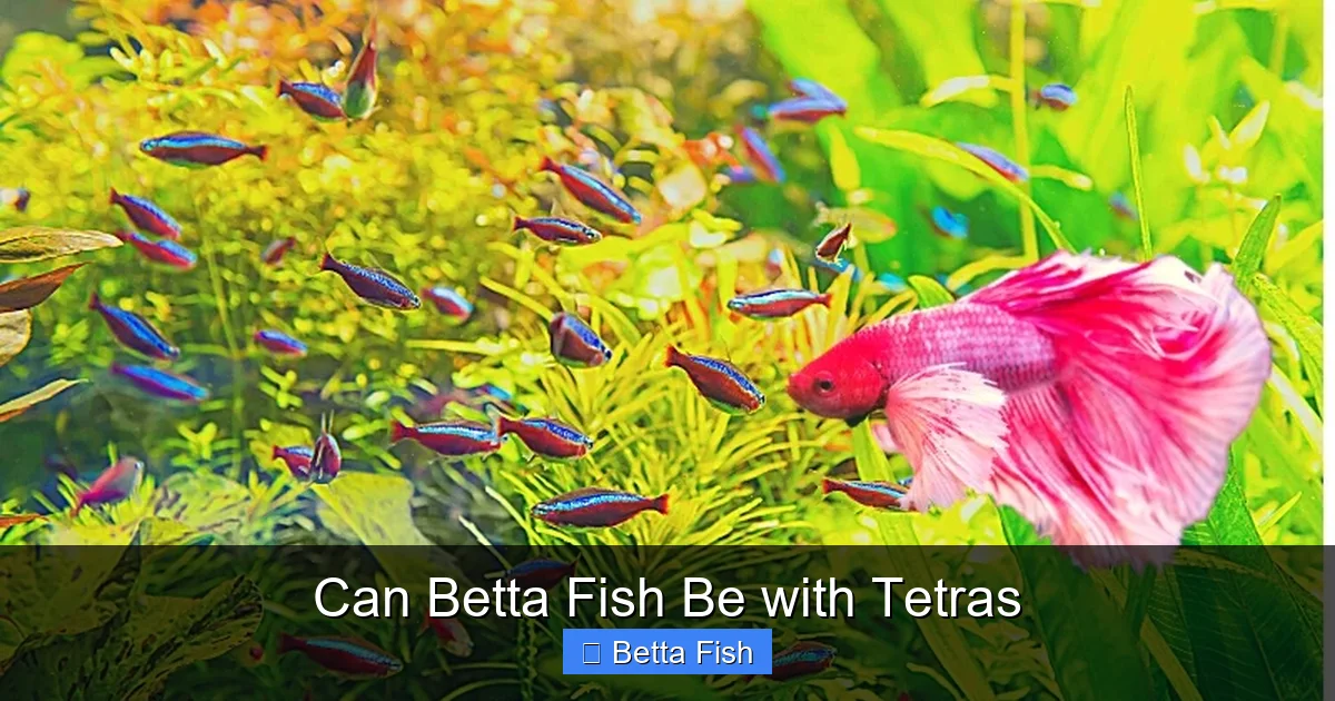 Can Betta Fish Be with Tetras