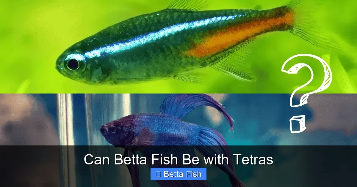 Can Betta Fish Be with Tetras