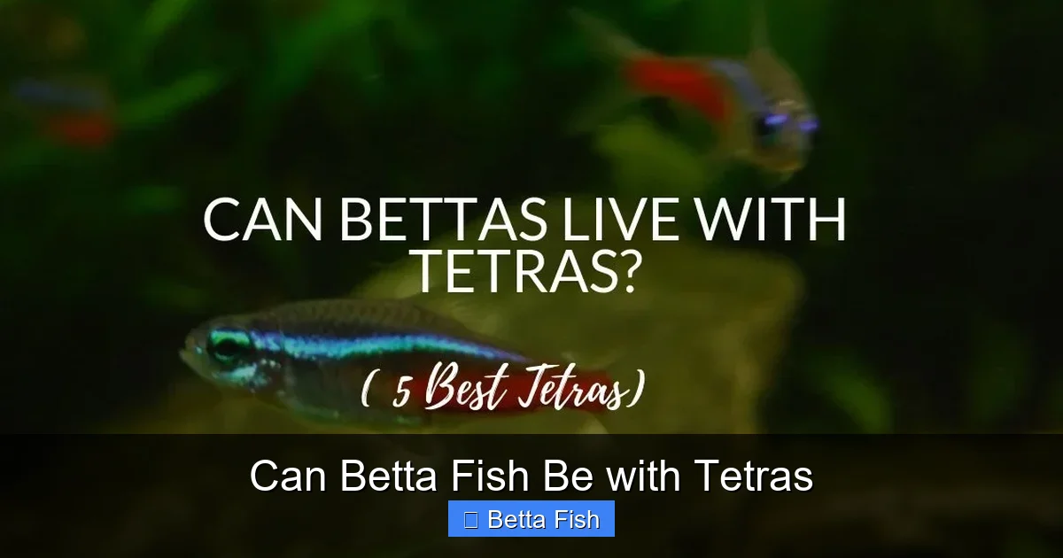 Can Betta Fish Be with Tetras