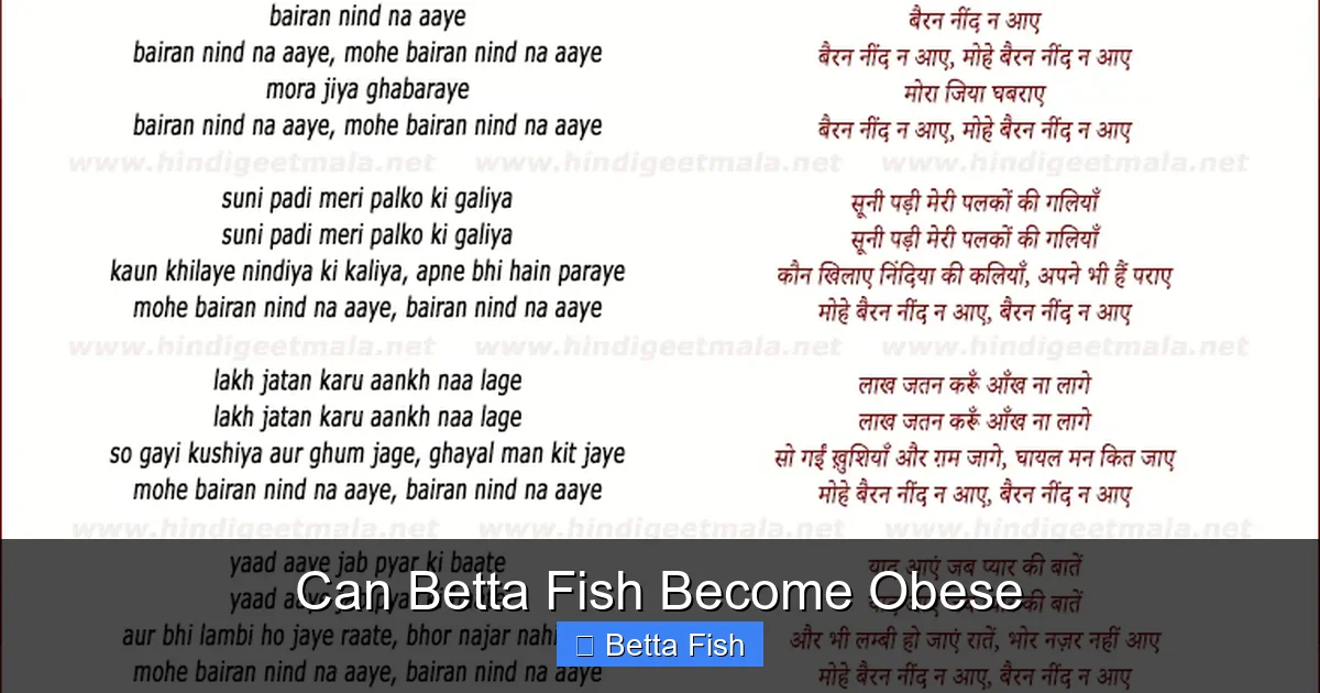 Can Betta Fish Become Obese