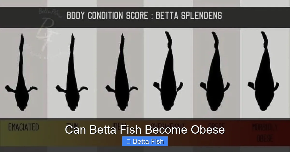 Can Betta Fish Become Obese