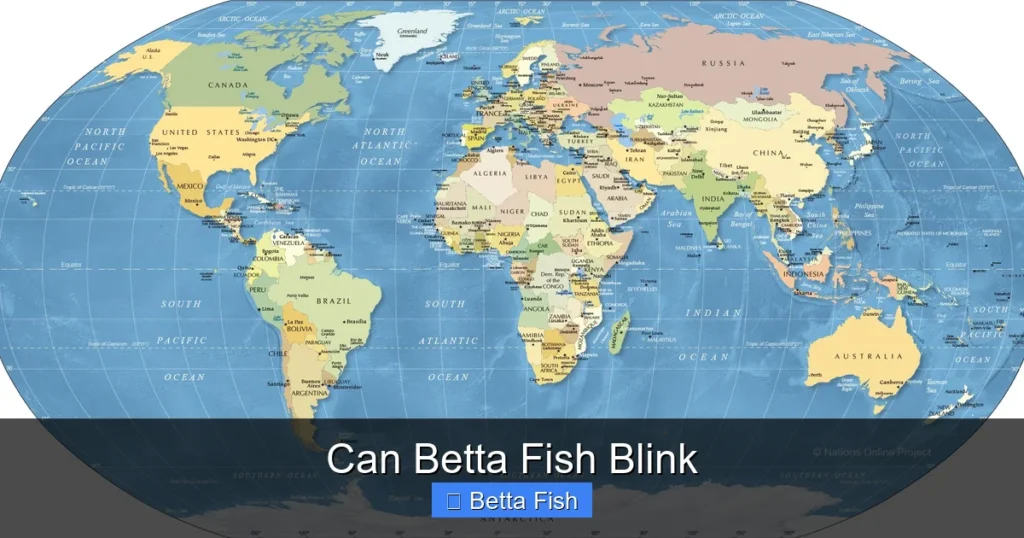 Can Betta Fish Blink