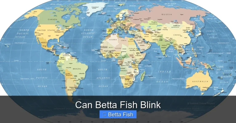Can Betta Fish Blink