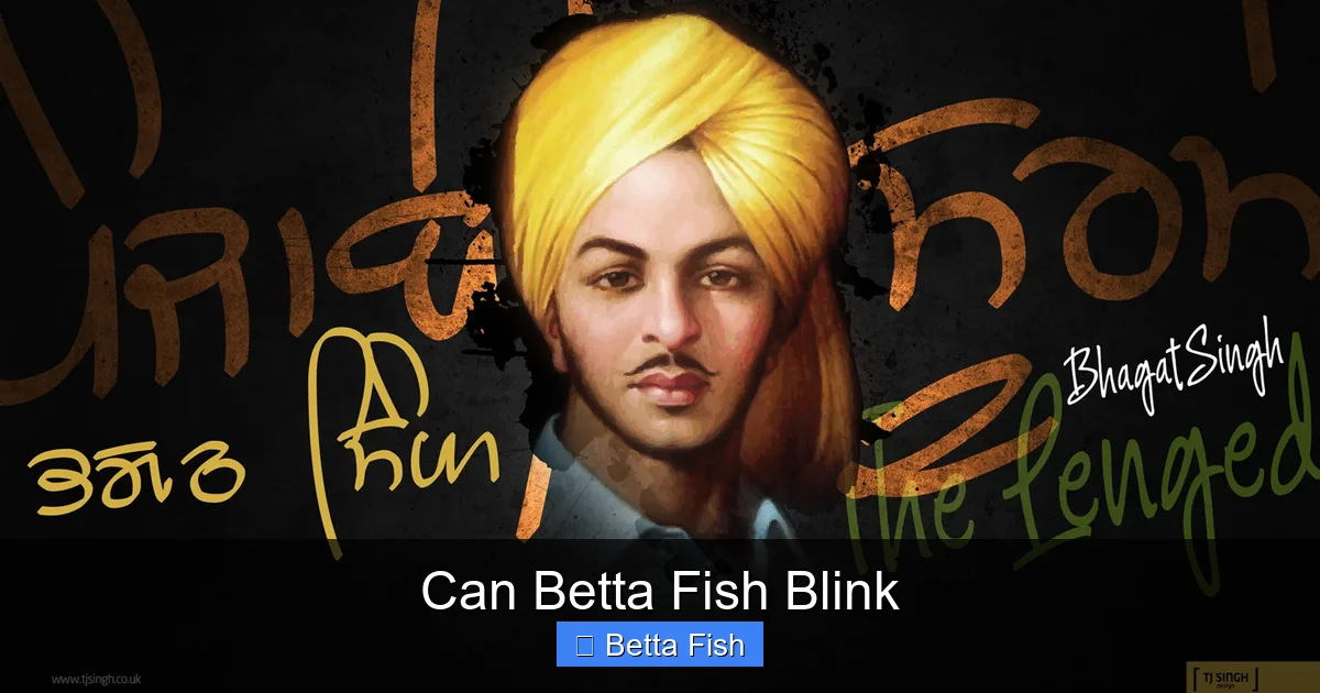 Can Betta Fish Blink