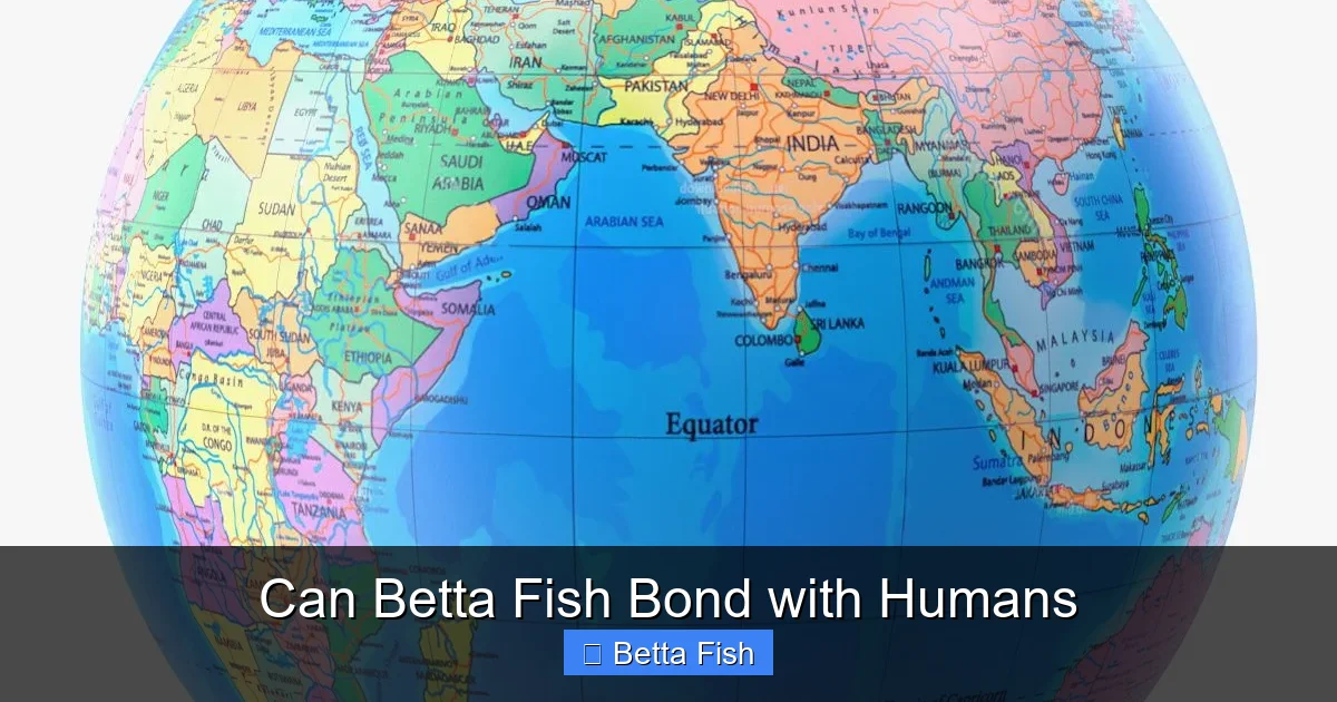 Can Betta Fish Bond with Humans