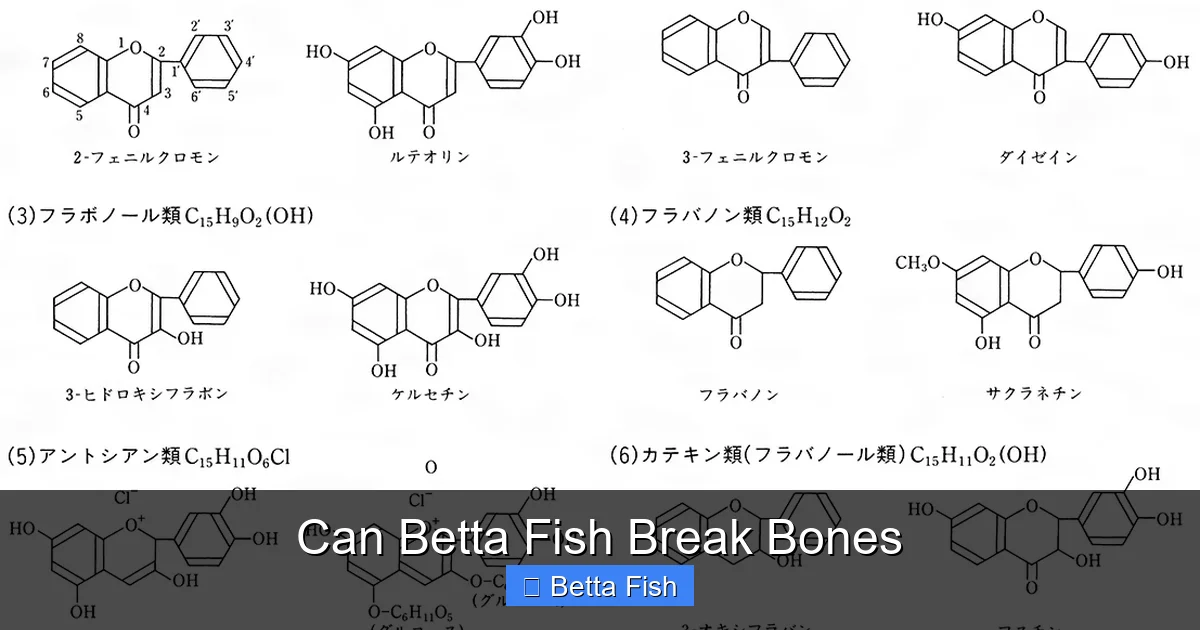 Can Betta Fish Break Bones