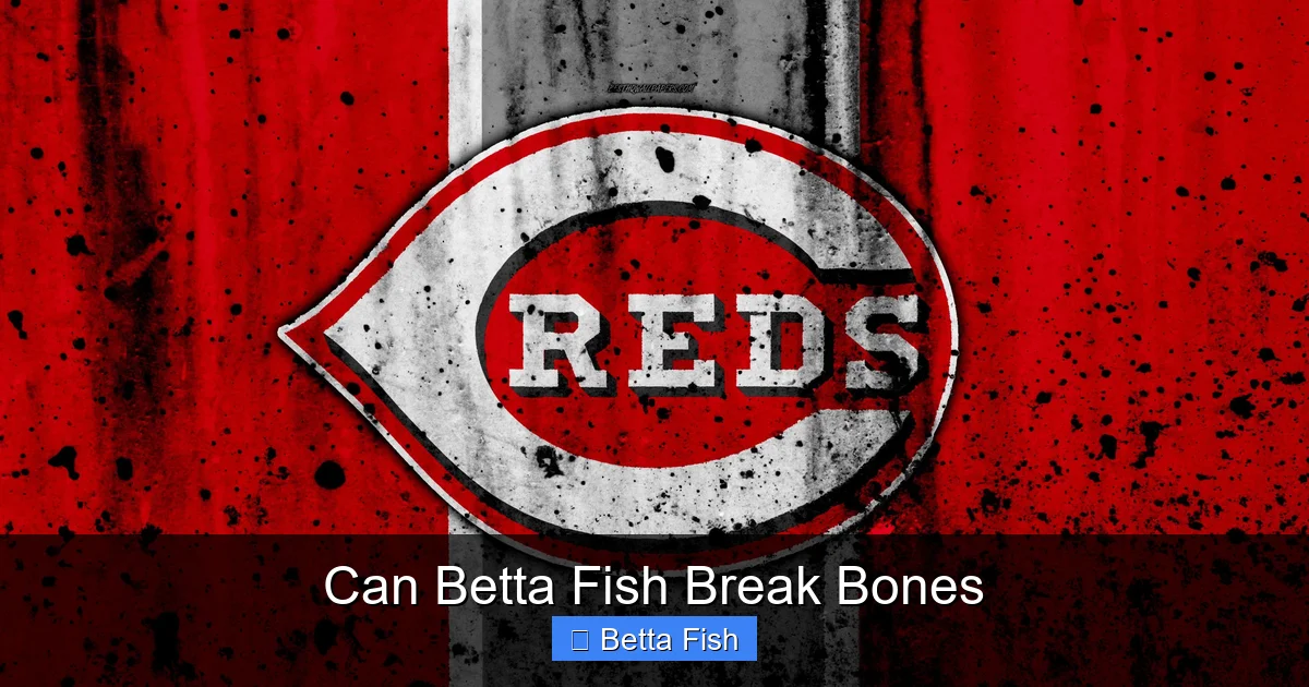 Can Betta Fish Break Bones