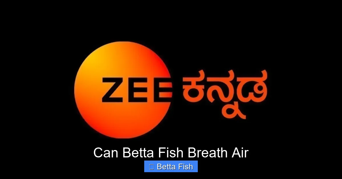 Can Betta Fish Breath Air