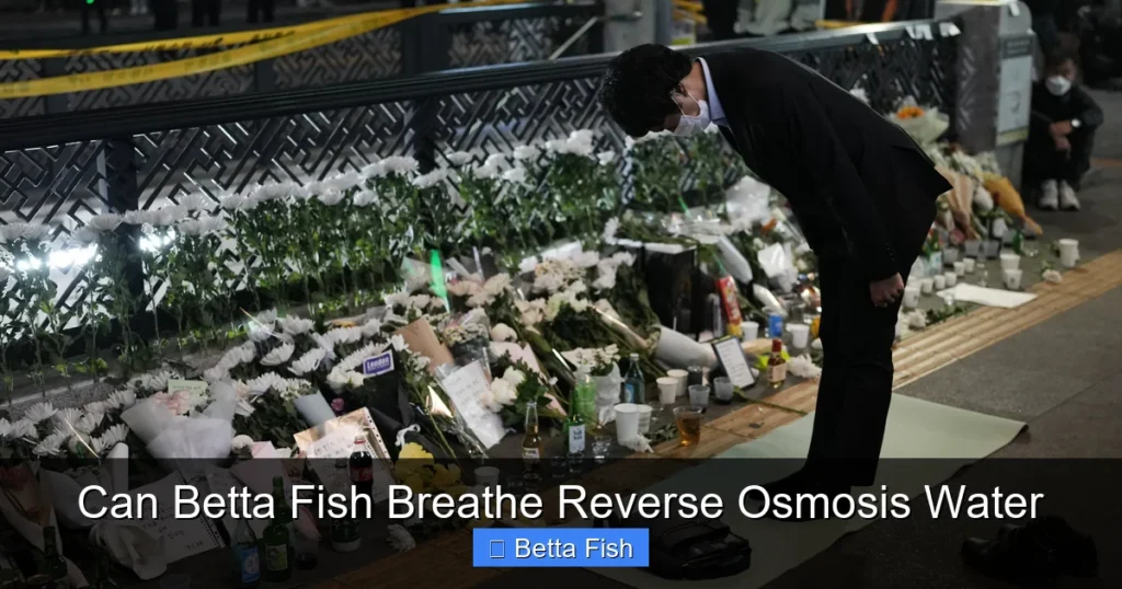 Can Betta Fish Breathe Reverse Osmosis Water