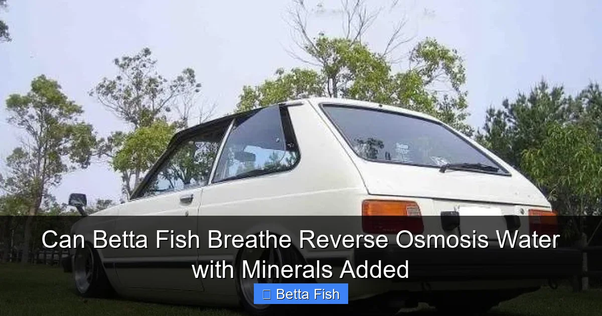 Can Betta Fish Breathe Reverse Osmosis Water with Minerals Added