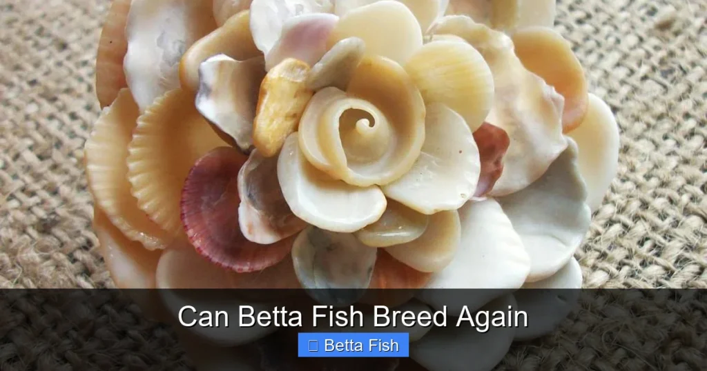 Can Betta Fish Breed Again