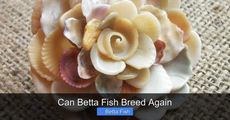 Can Betta Fish Breed Again