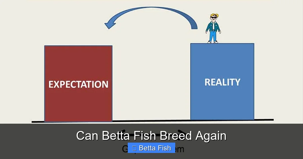 Can Betta Fish Breed Again