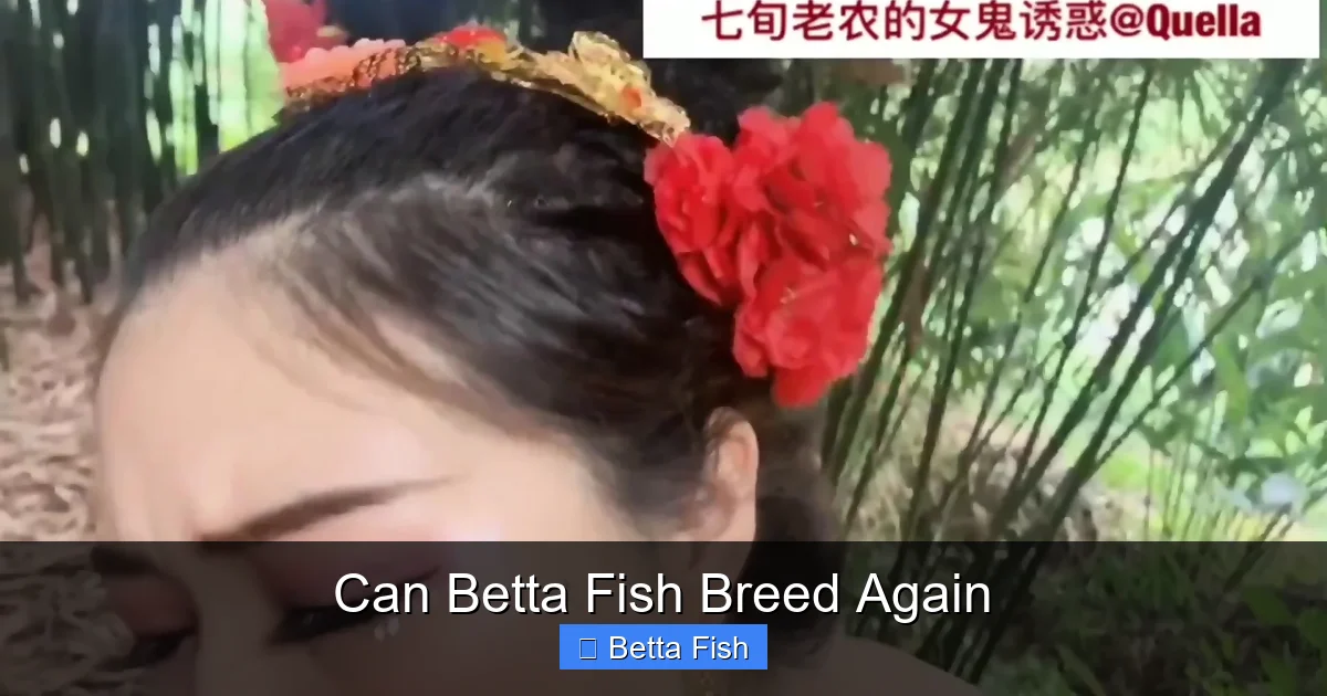 Can Betta Fish Breed Again