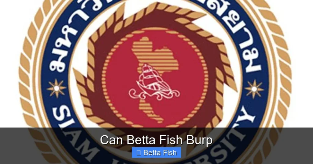 Can Betta Fish Burp