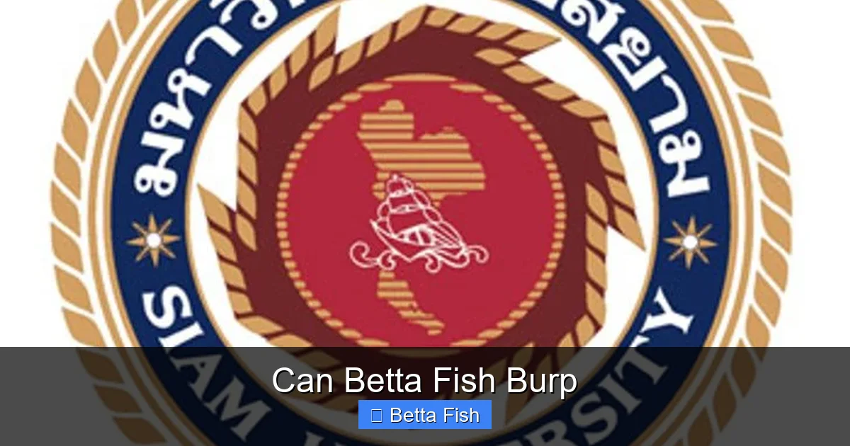 Can Betta Fish Burp