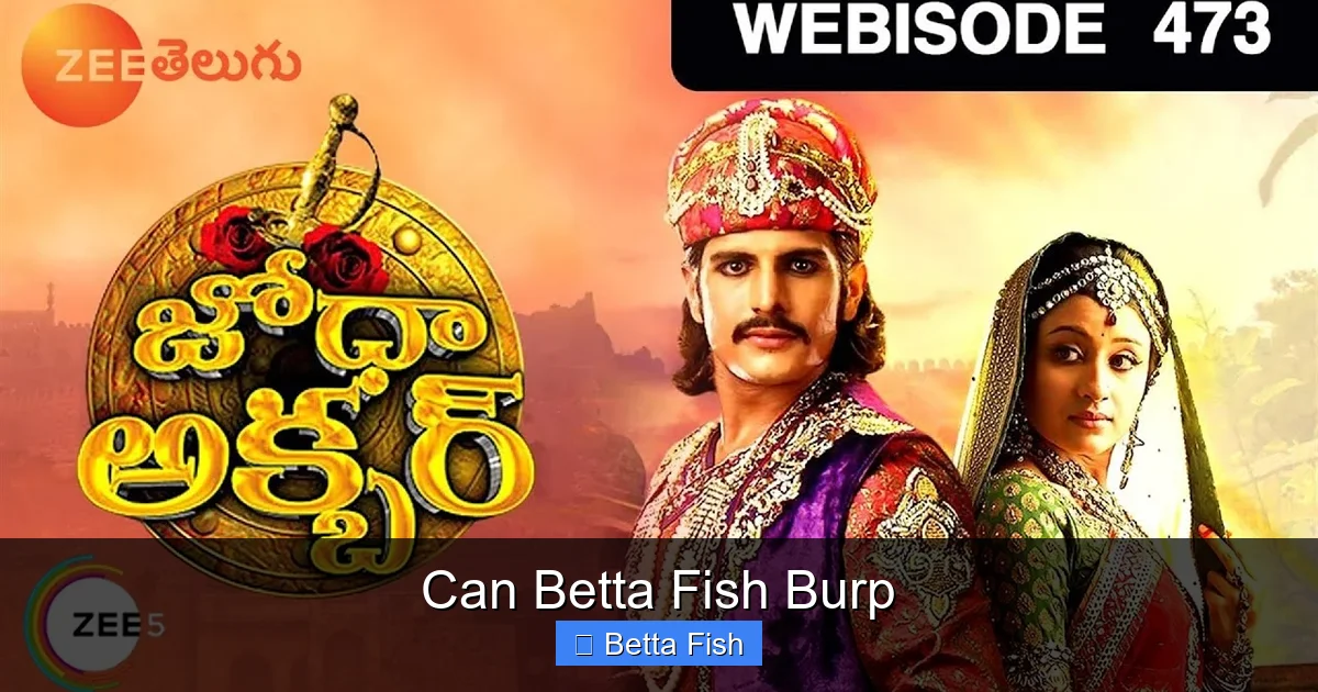 Can Betta Fish Burp