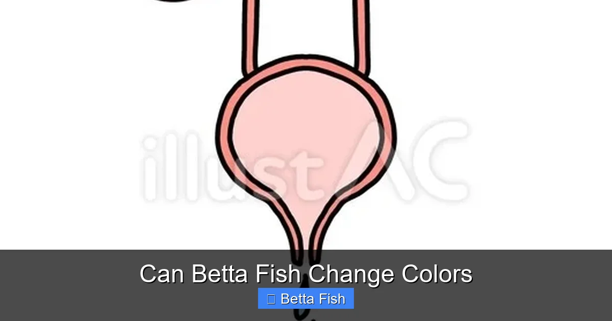 Can Betta Fish Change Colors