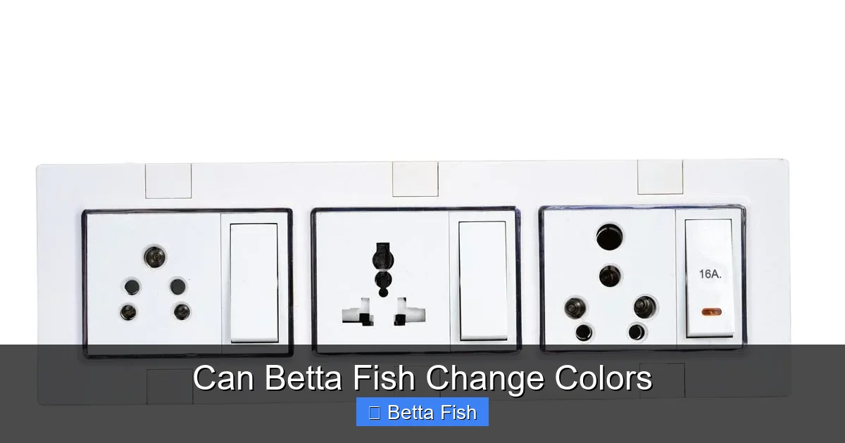 Can Betta Fish Change Colors