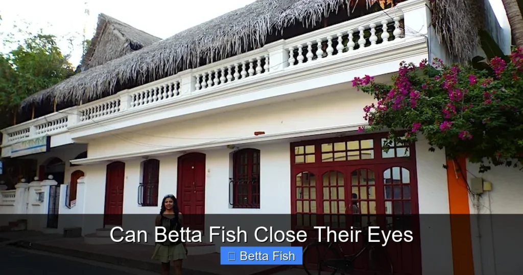 Can Betta Fish Close Their Eyes