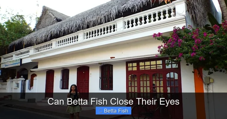 Can Betta Fish Close Their Eyes