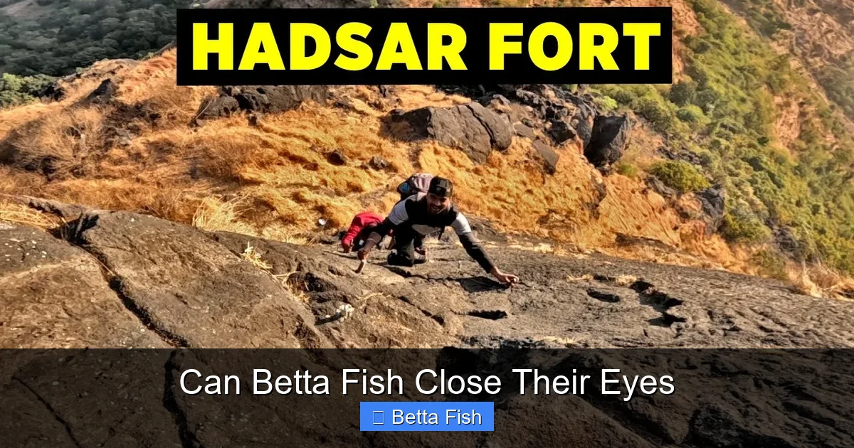 Can Betta Fish Close Their Eyes
