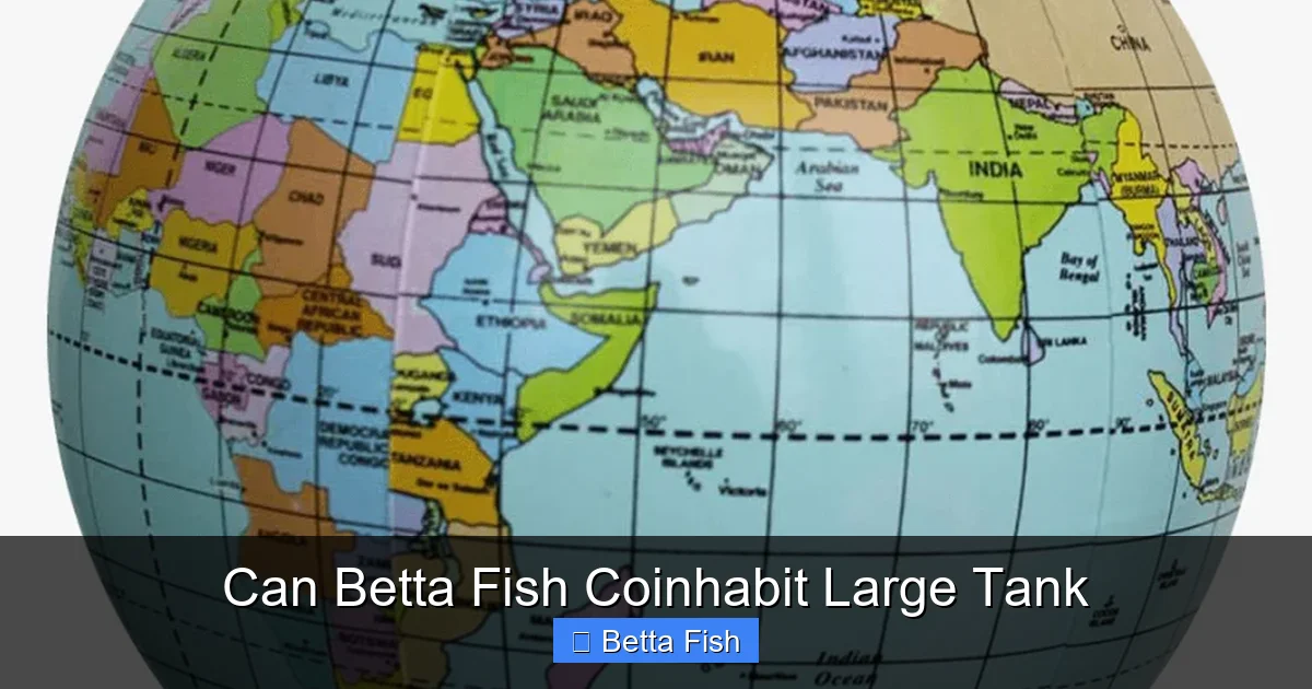 Can Betta Fish Coinhabit Large Tank