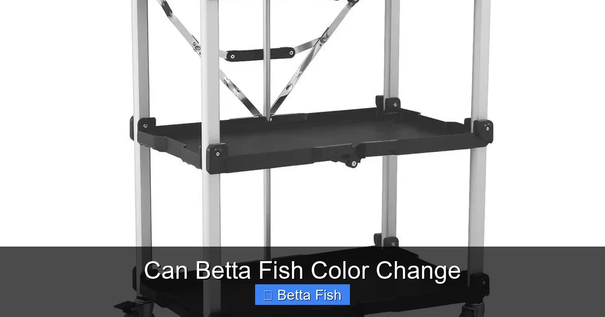 Can Betta Fish Color Change