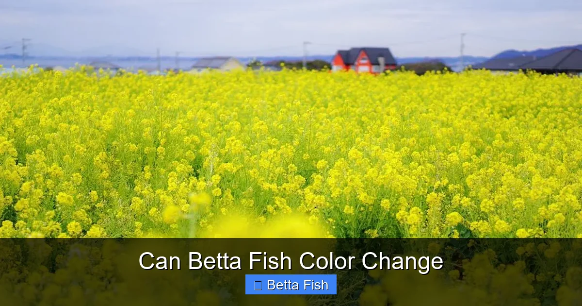 Can Betta Fish Color Change