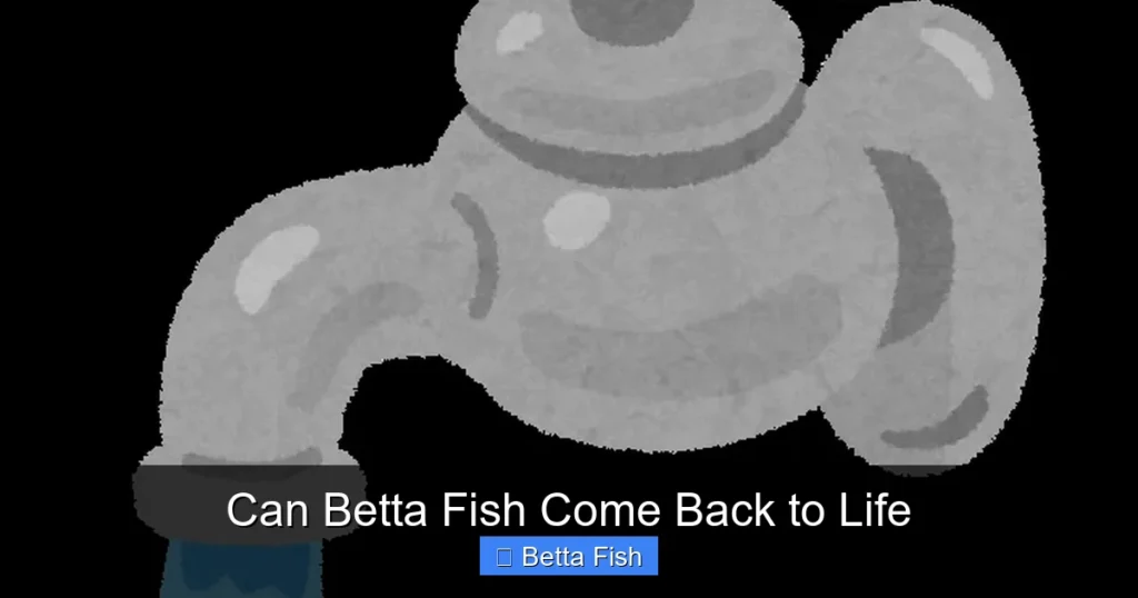 Can Betta Fish Come Back to Life