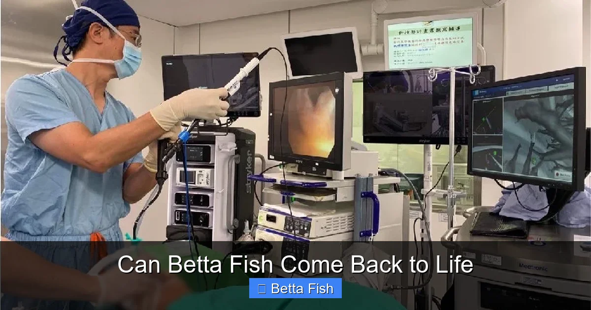 Can Betta Fish Come Back to Life