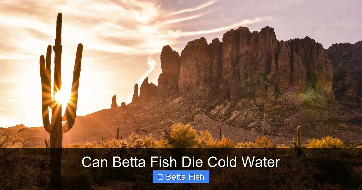 Can Betta Fish Die Cold Water