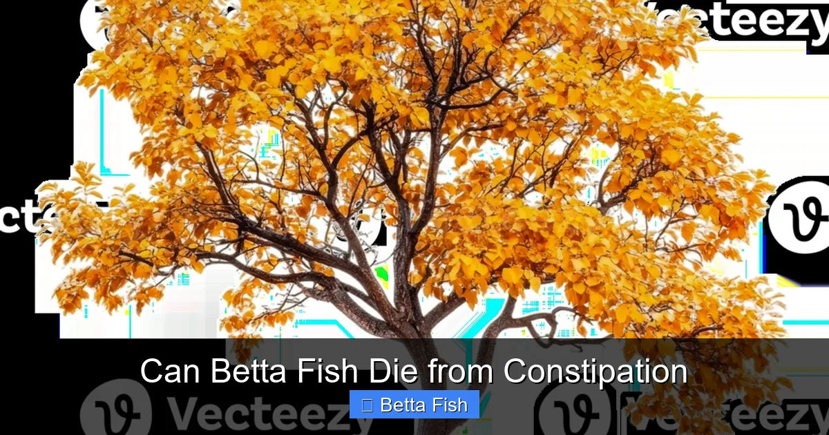 Can Betta Fish Die from Constipation