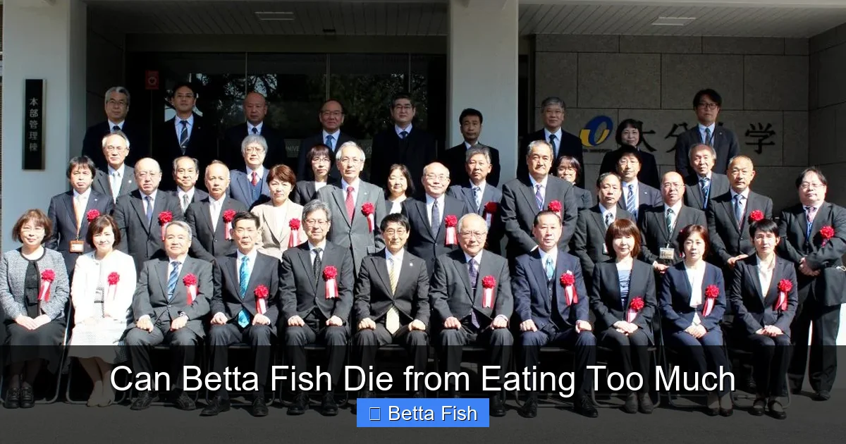 Can Betta Fish Die from Eating Too Much