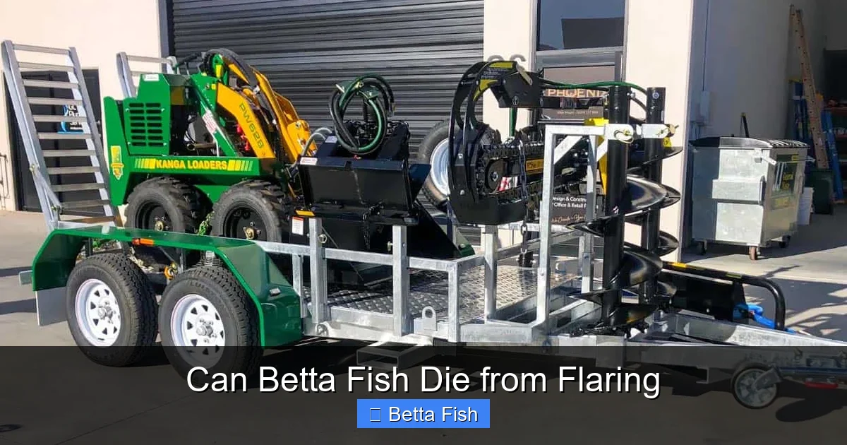 Can Betta Fish Die from Flaring