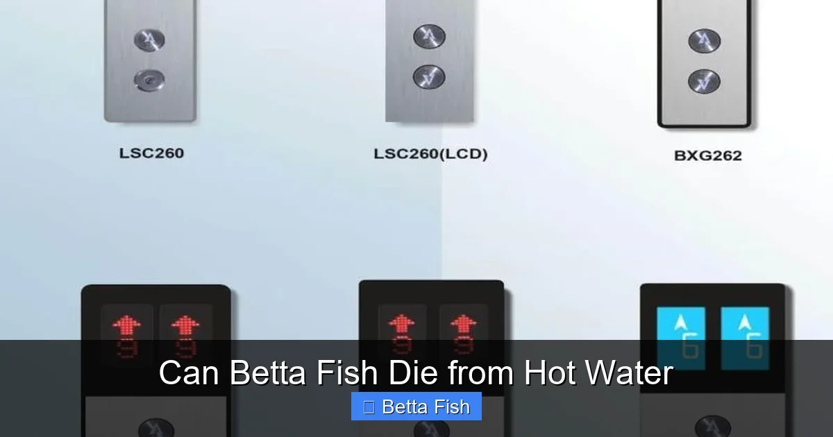 Can Betta Fish Die from Hot Water