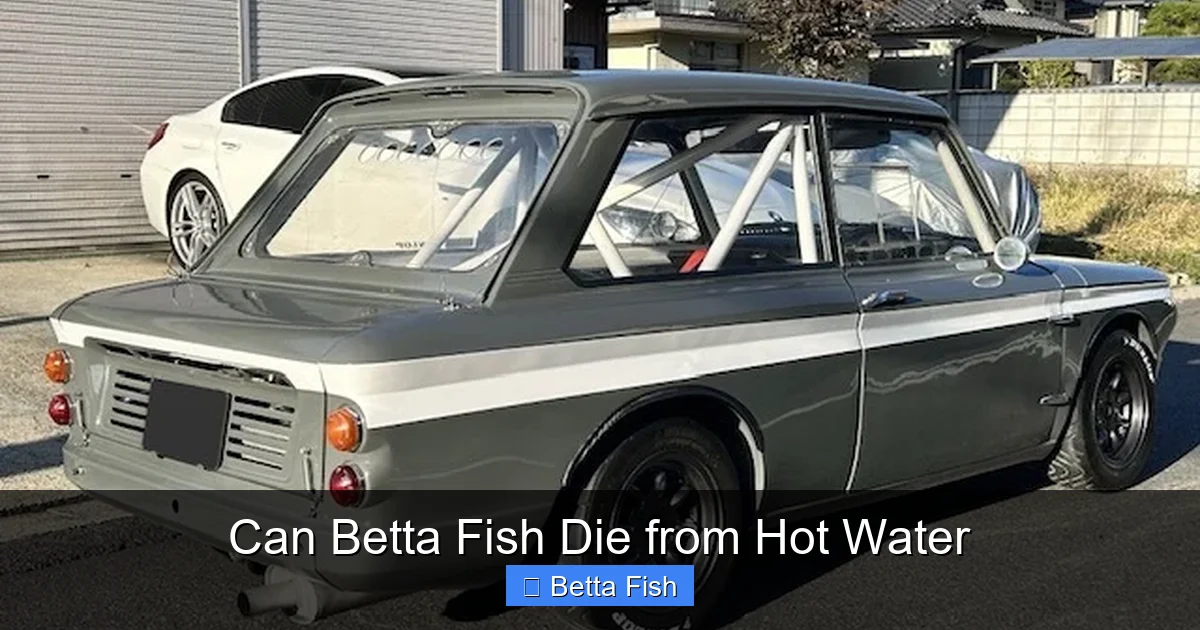Can Betta Fish Die from Hot Water