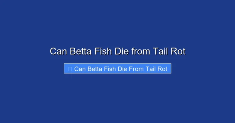 Can Betta Fish Die from Tail Rot