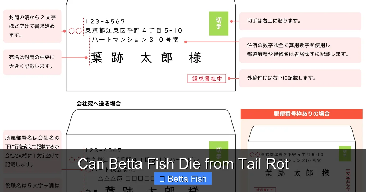 Can Betta Fish Die from Tail Rot
