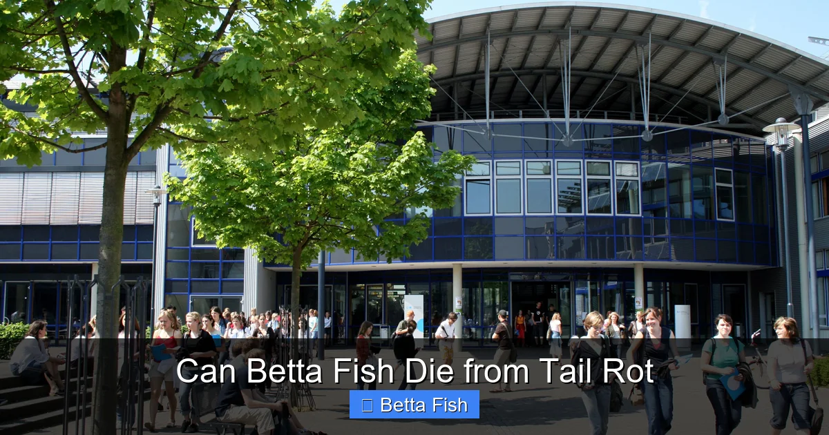Can Betta Fish Die from Tail Rot
